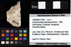 Foto (Objket + Etiketten) von Cracensigillatus gracilirostrus (Robins et al., 2013) 